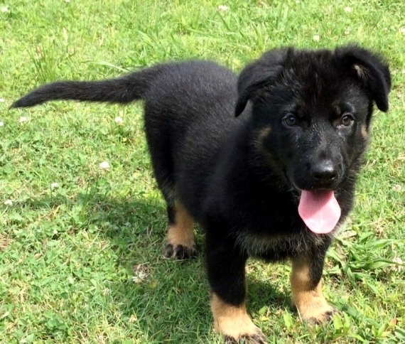 Regalo adorabili cuccioli pastore australiano femminucce e maschietti