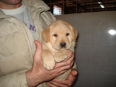 Cuccioli di labrador 
