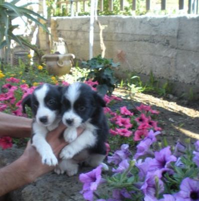 BORDER  COLLIE