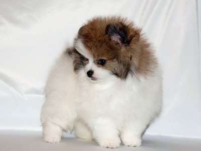 Volpini della pomerania