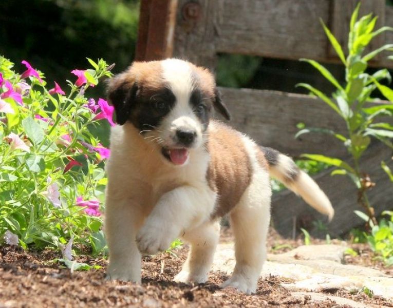 Molto bella e sani cuccioli di san bernardo per adozione maschi e femmine disponibili (gratis)