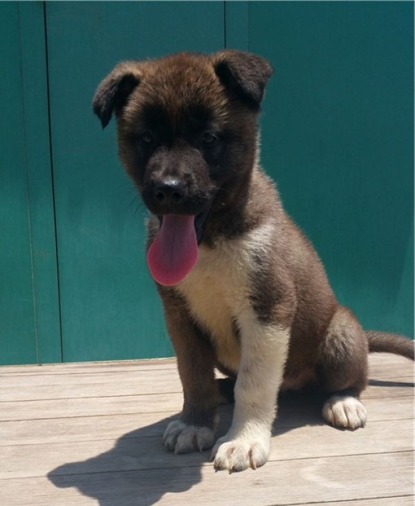 Regalo Cucciolo di Akita inu in pronta consegna