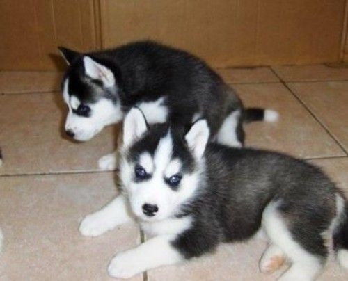 Cuccioli di siberian husky femminucce e maschietti disponibili per l'adozione gratuita