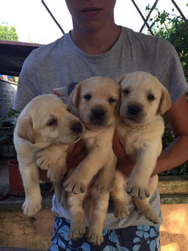 Cuccioli Labrador Miele