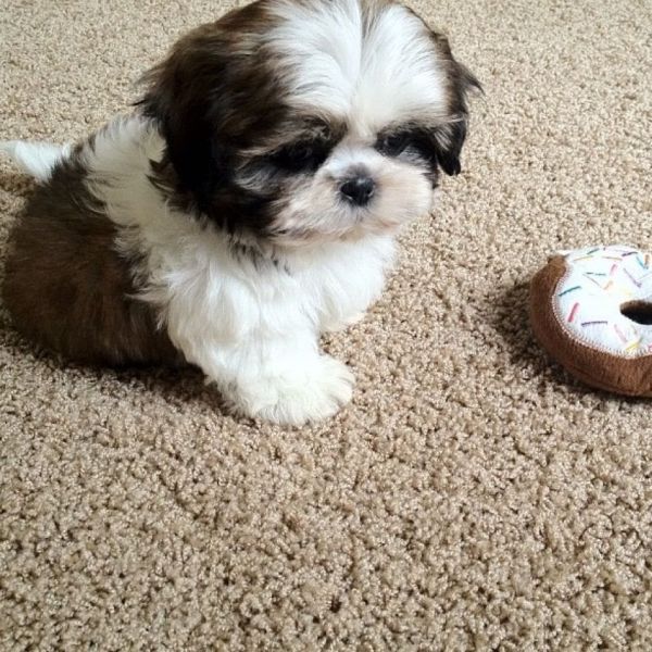 Cuccioli bellissimi di shihtzu femmina e maschi 