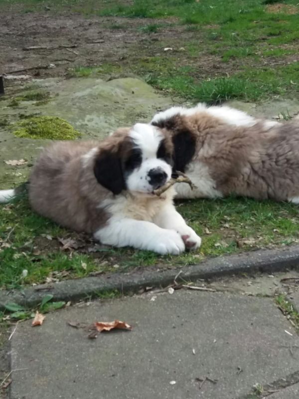   regalo cuccioli di san bernardo disponibili per l'adozione