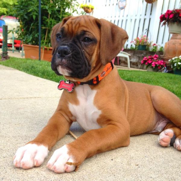 Disponibili Boxer