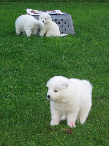  Regalo adorabili cuccioli samoiedo