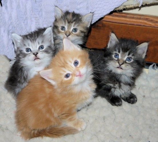 Maine coon gattini disponibili