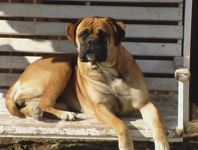 cucioli di bullmastiff