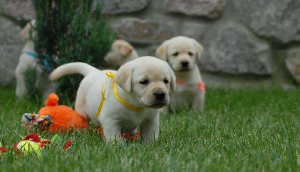  regalo cuccioli di labrador disponibili per l'adozione