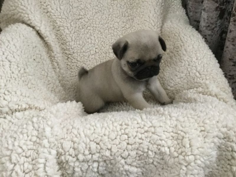 REGALO Cuccioli di Calino
