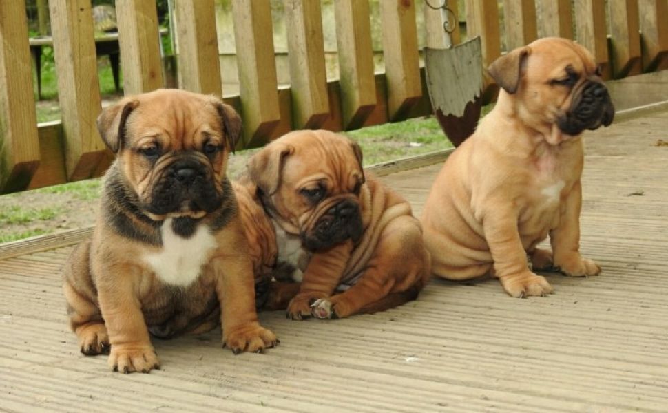 Regalo Cuccioli dogue de bordeaux