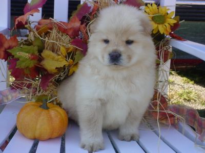 Dolce  chow chow cuccioli per l'adozione