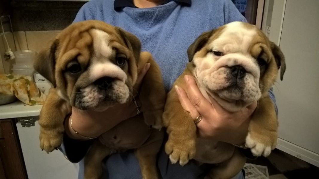Regalo Bulldog inglese cuccioli disponibili