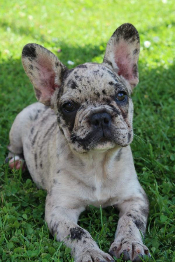 Adorabili cuccioli di Bulldog Francese femminucce e maschietti disponibili per l'adozione gratuita 