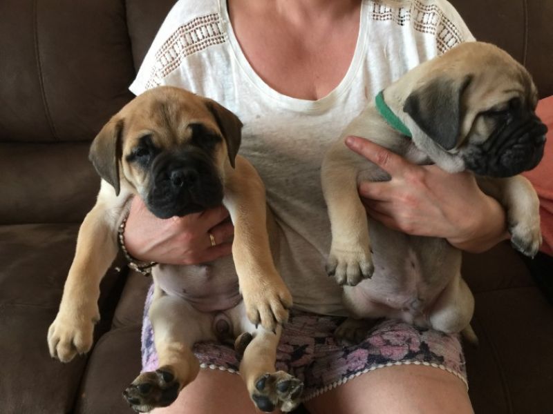  Regalo abbiamo cuccioli di BullMastiff  sono BullMastiff  di dimensioni . sono registrati AKC. sono