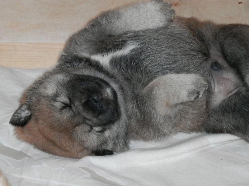 SHIBA-INU Pronto ad andare in adozione !!!!!