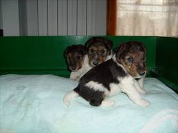 cucccioli fox terrier pelo ruvido