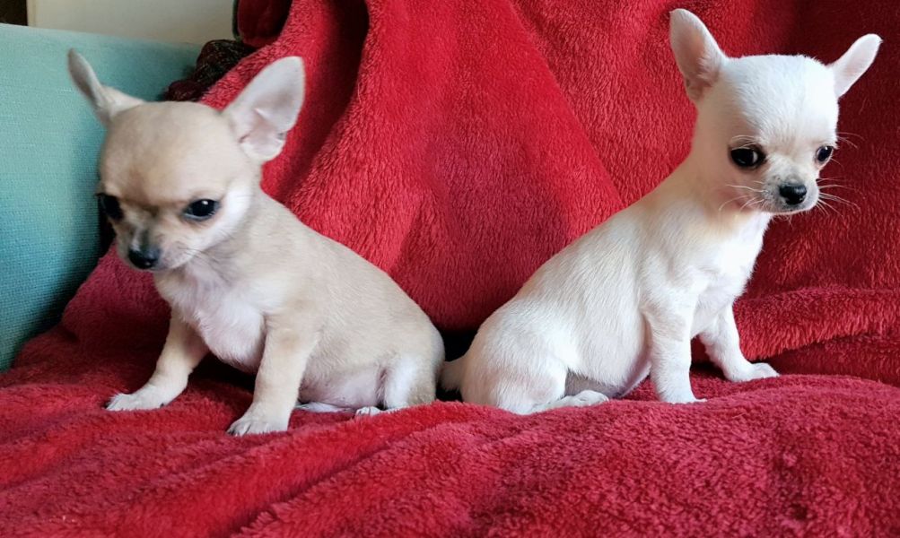 Due cuccioli di Chihuahua per tornare a casa Regalo