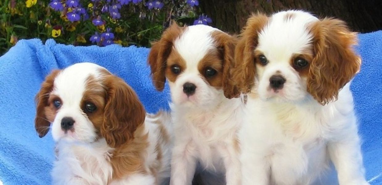 Regalo cavalier king cuccioli meravigliosi ! nati in casa da nostri esemplari