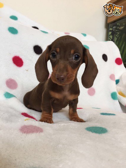 REGALO bassotto Cuccioli  Abbiamo due di questi cuccioli. un maschio e una femmina. sono molto sani 