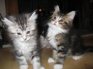 Regalo main coon gattini femminucce e maschietti disponibili per l'adozione