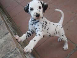 Adorabili cuccioli di dalmata femminucce e maschietti disponibili per l'adozione gratuita i cuccioli