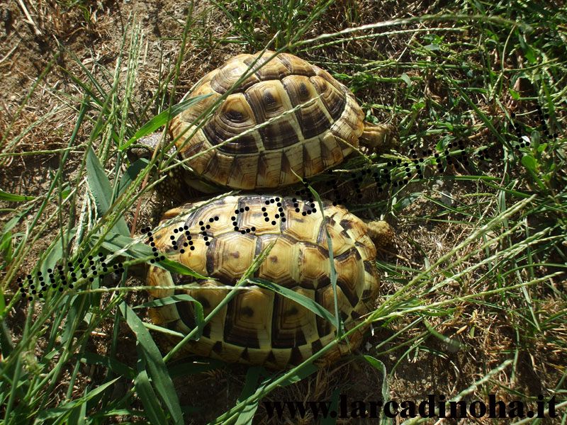 Tartarughe terrestri