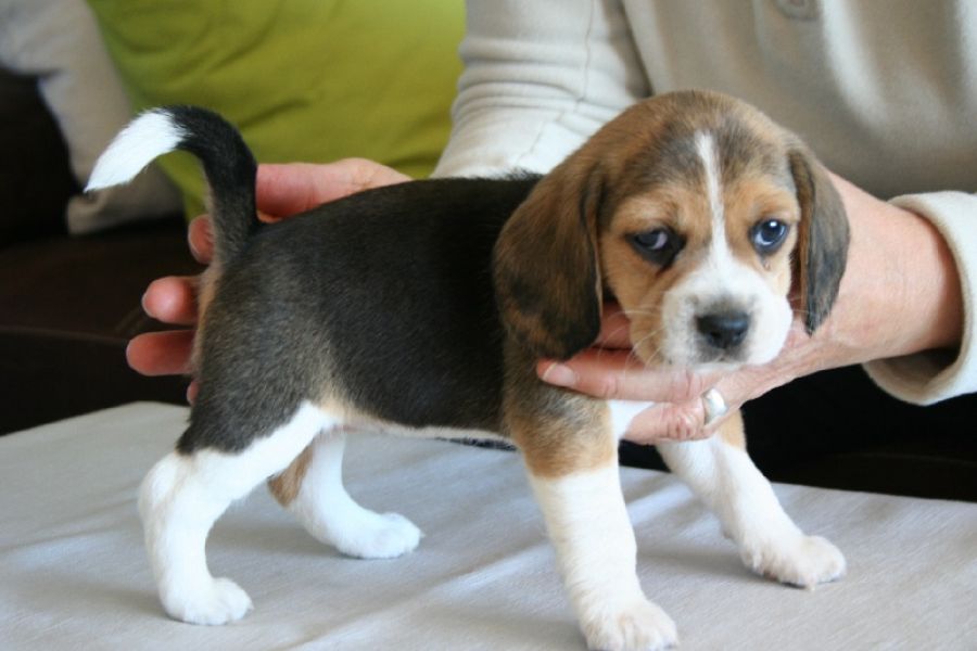 Adorabili cuccioli di beagle femminucce e maschietti disponibili 