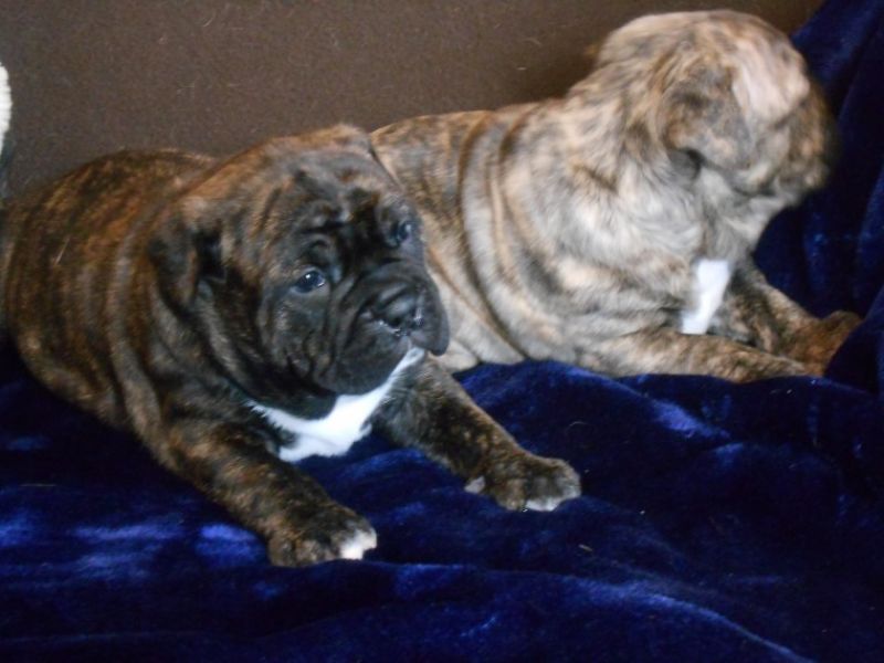 Regalo Bulldog inglese cuccioli disponibili