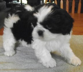 Abbiamo una bellissima cucciolata di SHIH-TZU trcolore.