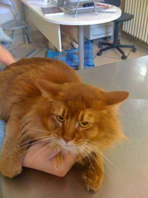 Muni gatto somalo pelo rosso lungo