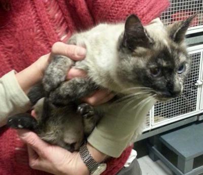 Zampa micia di tipo siamese