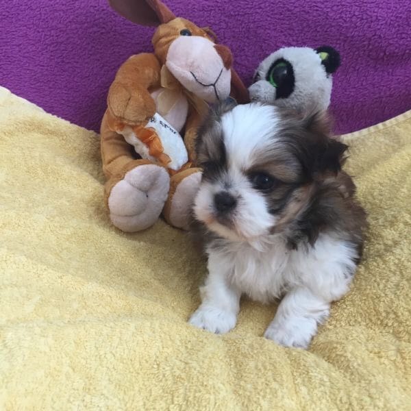   cuccioli di shih tzu ( per regalo )
