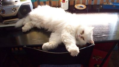 Giada gatta persiana bianca 16 anni