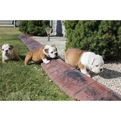 CUCCIOLI BULLDOG INGLESE 