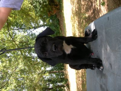 Cane Corso cuccioli