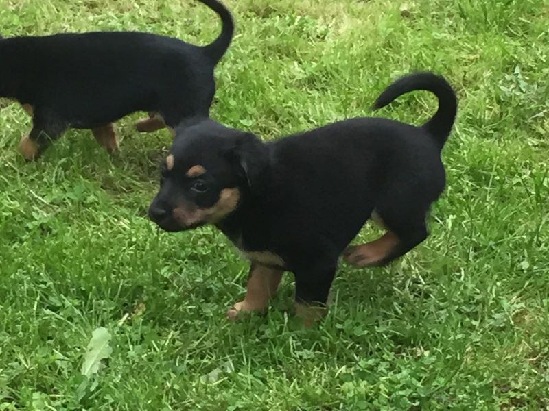 Molto bella e sani cuccioli di ROTTWEILER  per adozione maschi e femmine disponibili (gratis) 