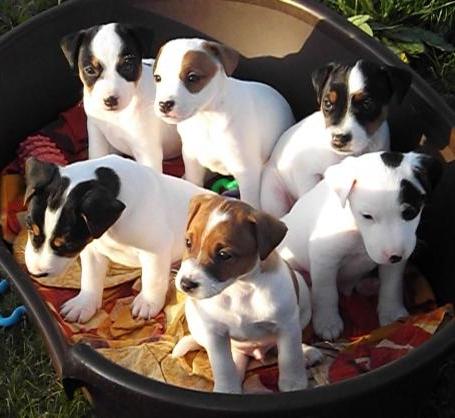 Cuccioli di jack russel per adozione ( maschio e femmina )