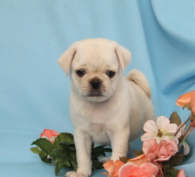 REGALO Cuccioli di Calino