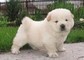 Cuccioli di CHOW CHOW disponibili  cuccioli di CHOW CHOW disponibili