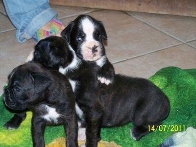 cuccioli di Boxer con pedigree