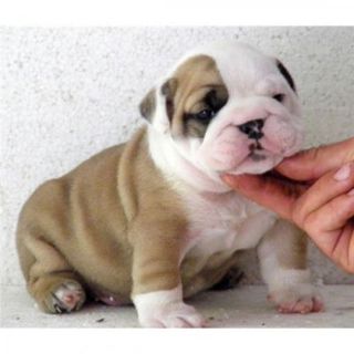 Cuccioli di bulldog inglese femminucce e maschietti