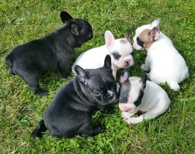 Molto bella e sani cuccioli di Bulldog Francese per adozione maschi e femmine disponibili (gratis) 