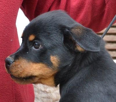 ROTTWEILER CUCCIOLI