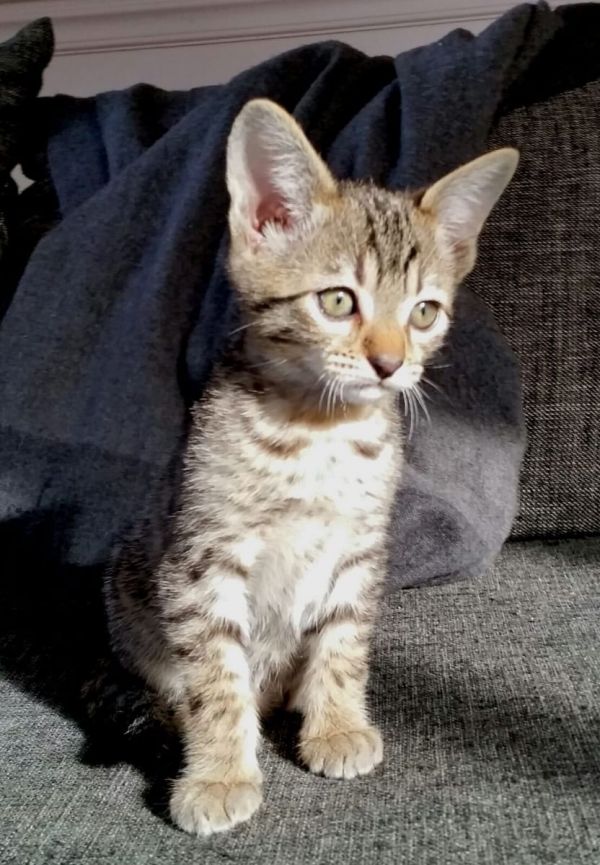 Molto bella e sani gattini Savannah  per adozione maschi e femmine disponibili (gratis)