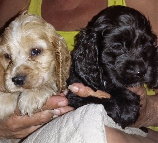 Regalo bambini cocker spaniel cuccioli Maschio e femmini cocker , con pedigree (acquistato da alleva