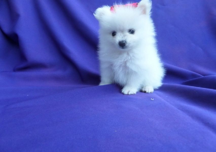 Regalo Disponibili cuccioli Pomerania.