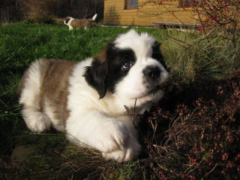 Regalo cuccioli  SAN BERNARDO